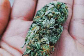 קנאביס רפואי: האם זה הטיפול הנכון לניצולי 7 באוקטובר?