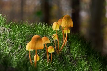 דווקא עכשיו, הממסד הטיפולי צריך לצמצם את החשדנות כלפי חומרים פסיכדליים